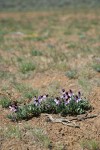 Sagebrush Violets