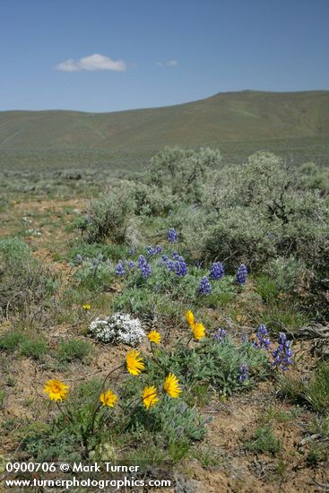 Balsamorhiza hookeri; Lupinus lepidus; Pholox hoodii; Artemisia tridentata