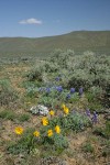 Hooker's Balsamroot, Prairie Lupine, Hood's Phlox among Big Sagebrush