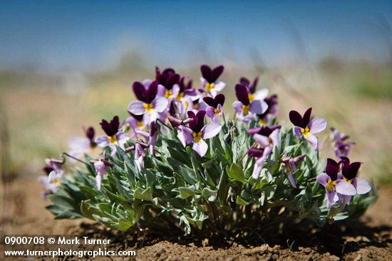 Viola trinervata