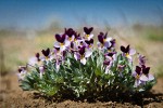 Sagebrush Violets