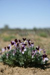 Sagebrush Violets