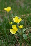 Sagebrush Buttercups