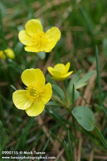 Ranunculus glaberrimus