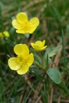 Sagebrush Buttercups