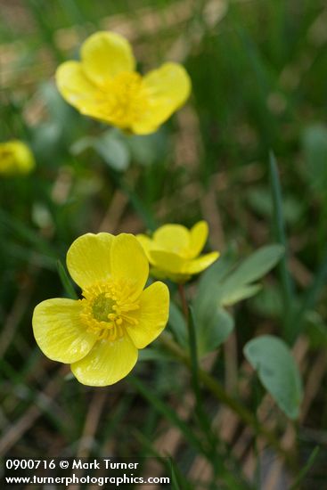 Ranunculus glaberrimus