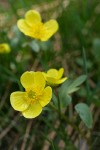 Sagebrush Buttercups