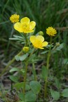 Sagebrush Buttercups