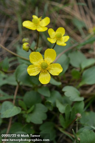 Ranunculus glaberrimus
