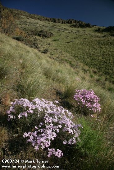 Phlox speciosa; Pseudoroegneria spicata