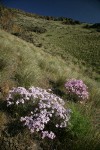 Showy Phlox among Bluebunch Wheatgrass on Yakima Canyon hillside