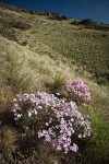 Showy Phlox among Bluebunch Wheatgrass on Yakima Canyon hillside