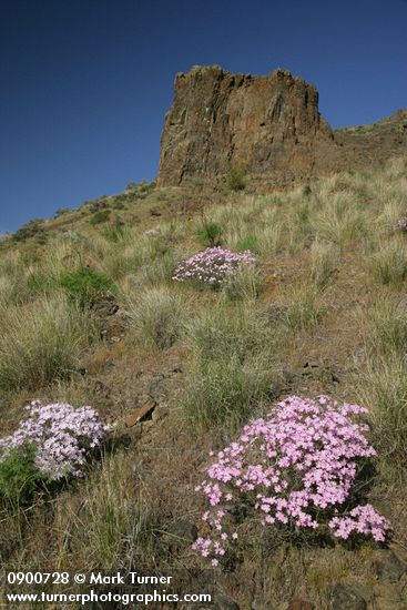 Phlox speciosa; Pseudoroegneria spicata