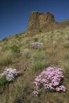 Showy Phlox among Bluebunch Wheatgrass on Yakima Canyon hillside