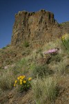 Hooker's Balsamroot, Showy Phlox among Bluebunch Wheatgrass on Yakima Canyon hillside