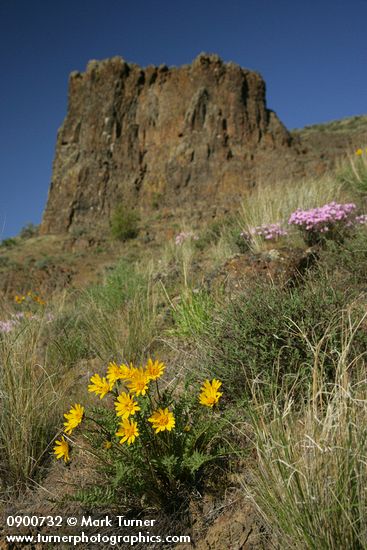 Balsamorhiza hookeri; Phlox speciosa; Pseudoroegneria spicata