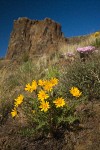 Hooker's Balsamroot, Showy Phlox among Bluebunch Wheatgrass on Yakima Canyon hillside