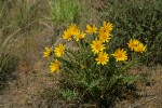 Hooker's Balsamroot