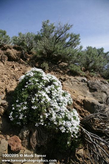 Phlox hoodii; Artemisia tridentata