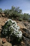 Hood's Phlox w/ Big Sagebrush soft bkgnd