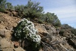 Hood's Phlox w/ Big Sagebrush soft bkgnd