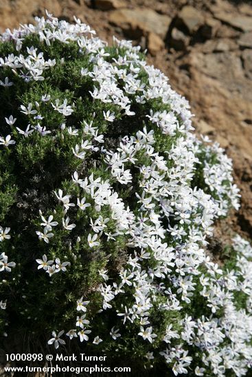 Phlox hoodii