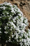 Hood's Phlox