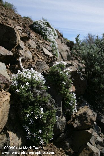 Phlox hoodii
