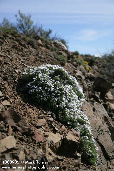 Phlox hoodii