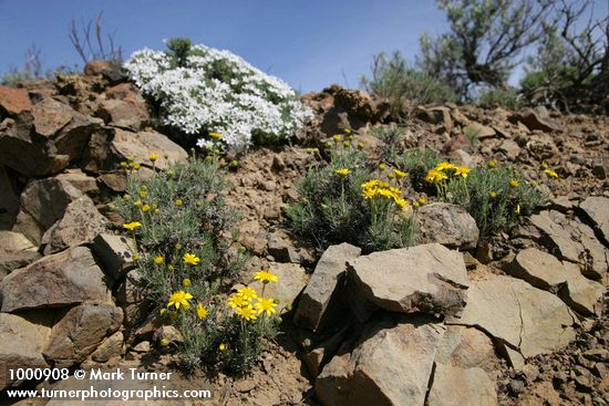 Erigeron linearis; Phlox hoodii