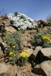 Yellow Desert Daisy w/ Hood's Phlox soft bkgnd