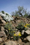 Yellow Desert Daisy w/ Hood's Phlox soft bkgnd