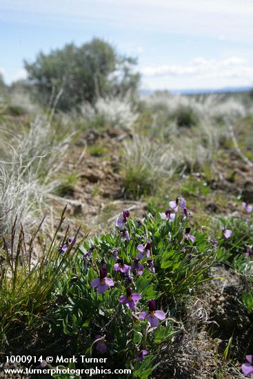 Viola trinervata