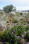 Sagebrush Violets w/ grasses & sagebrush soft bkgnd