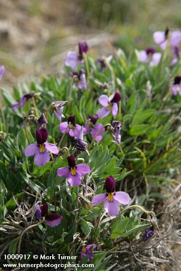 Viola trinervata