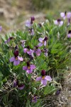 Sagebrush Violets