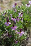 Sagebrush Violets