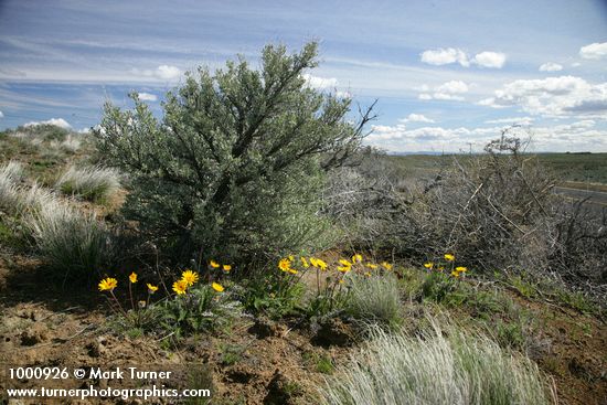 Balsamorhiza hookeri; Artemisia tridentata