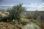 Hooker's Balsamroot at base of Big Sagebrush