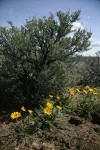 Hooker's Balsamroot at base of Big Sagebrush