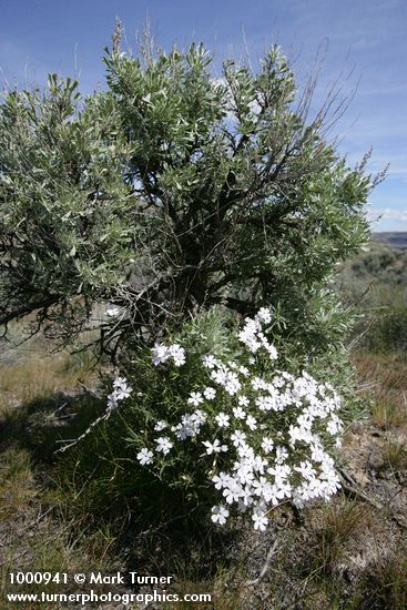 Phlox speciosa; Artemisia tridentata