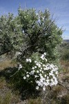 Showy Phlox at base of Big Sagebrush