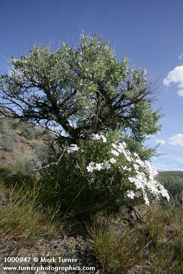 Phlox speciosa; Artemisia tridentata