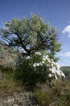 Showy Phlox at base of Big Sagebrush