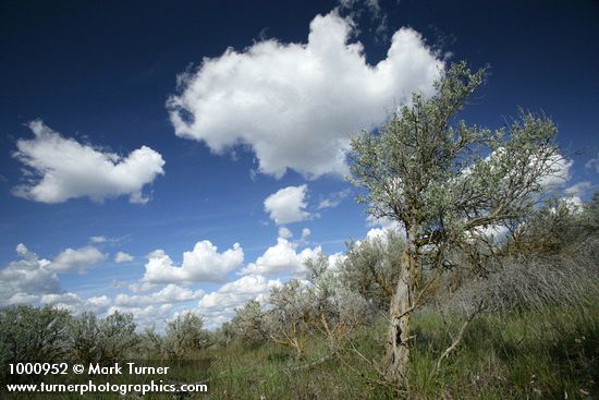 Artemisia tridentata