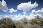 Big Sagebrush