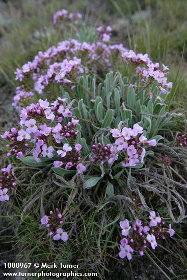 Phoenicaulis cheiranthoides