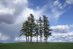 Douglas-firs in wheat field