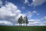 Douglas-firs in wheat field