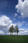 Douglas-firs in wheat field